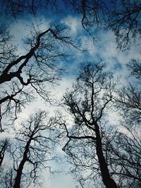 Low angle view of bare trees against sky