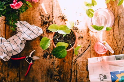 High angle view of potted plant on table