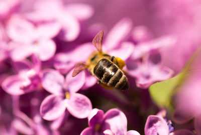 Close-up of bee pollinating on pink flower