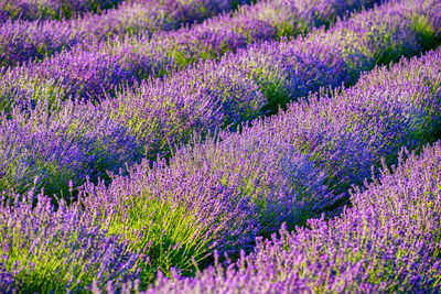 Full frame shot of lavender growing in field