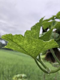 Close-up of green leaves on field against sky