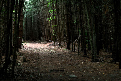 Trees growing in forest