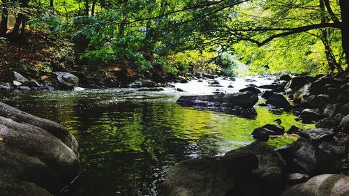 Scenic view of lake amidst trees in forest