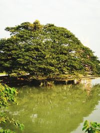 Scenic view of tree against sky