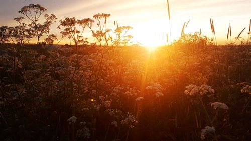 Plants growing on field against sky during sunset