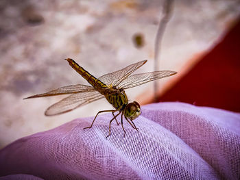 Close-up of insect on hand