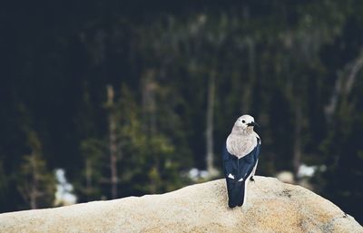 Bird perching on rock