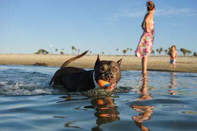 Low section of woman with dog at beach against sky
