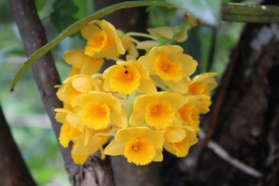 Close-up of yellow flower
