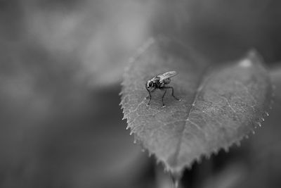 Close-up of fly on leaves