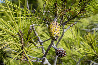 Close-up of caterpillar on tree