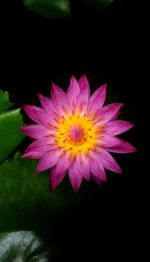 Close-up of yellow flower blooming against black background