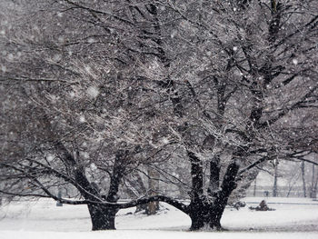 Trees on snow covered field