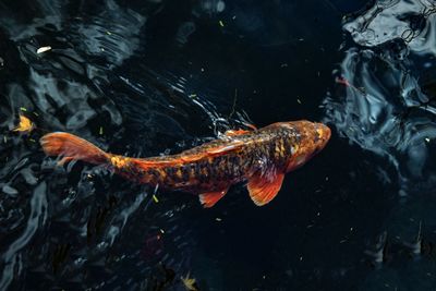 High angle view of koi carps swimming in sea