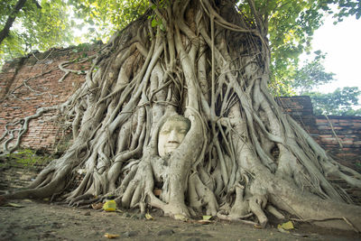 Close-up of buddha statue in tree roots