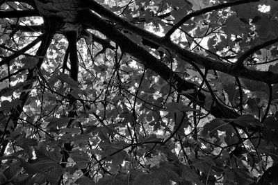 Low angle view of tree branches