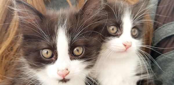 Close-up portrait of a cat