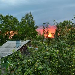 Trees growing on field against sky