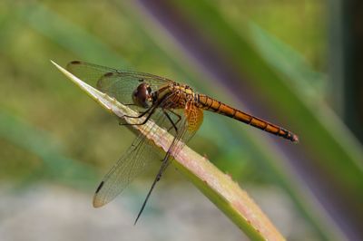 Close-up of damselfly on leaf