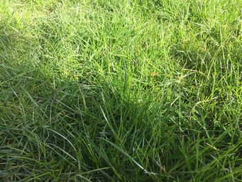Trees on grassy field