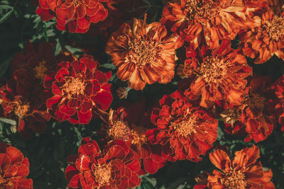 Close-up of red flowers blooming at night