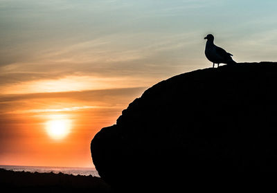 Low angle view of silhouette bird perching on rock against sky