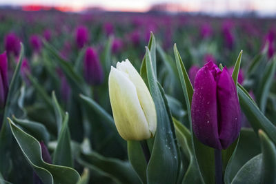 Close-up of purple crocus flowers on field