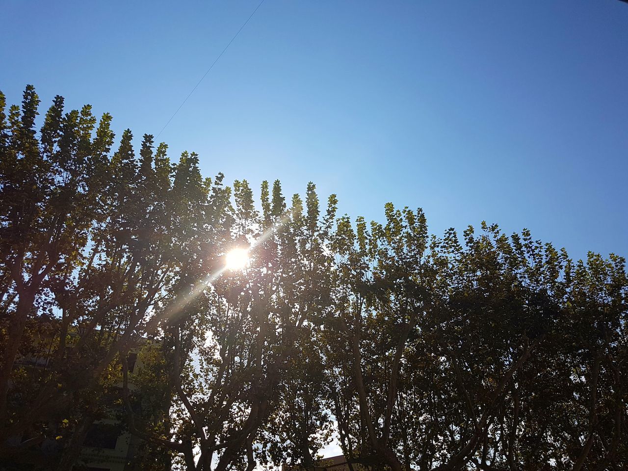 HIGH SECTION OF TREES AGAINST BLUE SKY