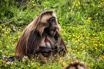 Monkey sitting in a field