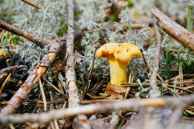 Close-up of mushroom growing on field
