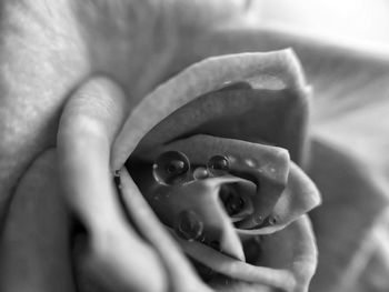 Close-up portrait of baby holding hand