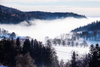 Panoramic view of pine trees against sky during winter