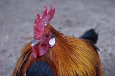 Close-up of rooster