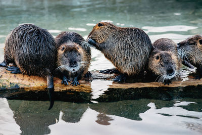 View of beavers swimming in lake