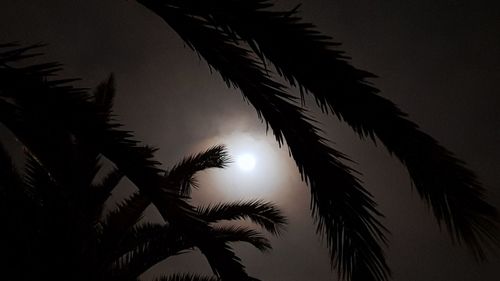 Low angle view of silhouette palm trees against sky during sunset