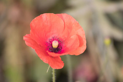 Close-up of pink flower