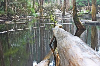 Wooden log in forest