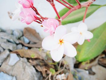 Close-up of pink flowers blooming outdoors