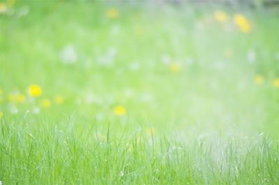 Close-up of grass on field