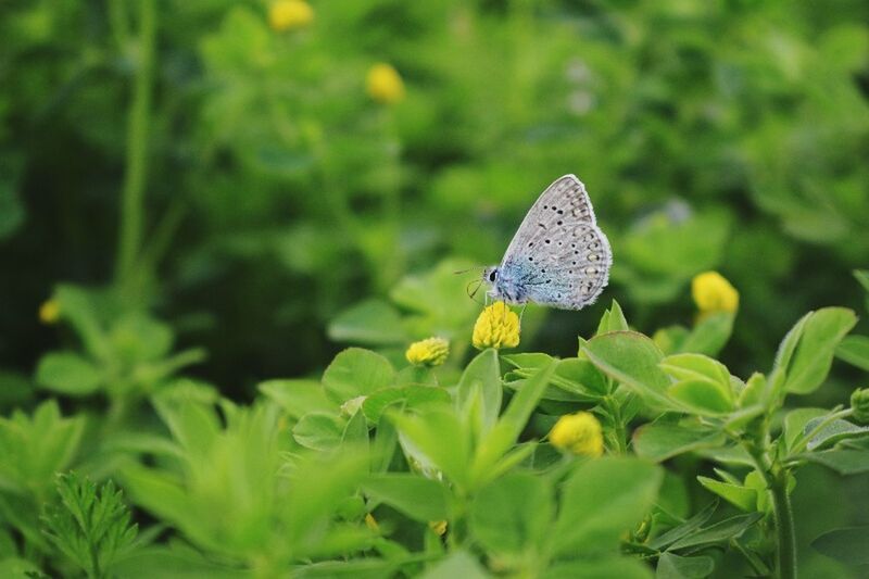 CLOSE-UP OF BUTTERFLY ON PLANT