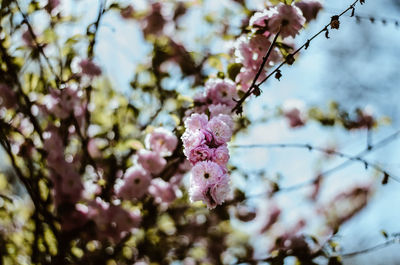 Close-up of pink cherry blossom