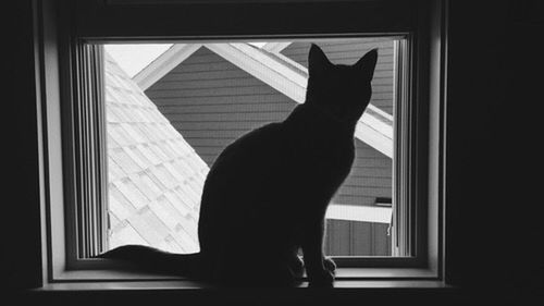 indoors, pets, domestic animals, animal themes, one animal, domestic cat, window, mammal, cat, one person, home interior, feline, full length, curtain, sunlight, standing, rear view, black color, relaxation, sitting