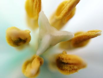 Full frame of yellow flower stamen