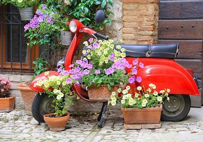 Potted plants in backyard