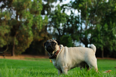 Close-up of dog looking away while standing on grassy field