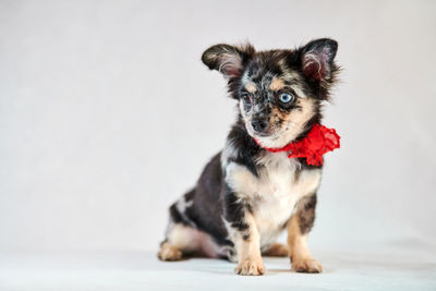 Portrait of dog sitting on white background