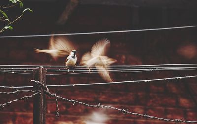 Close-up of birds perching on fence