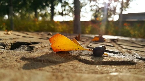 Close-up of autumn leaves on tree