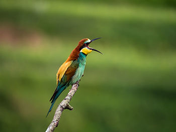 Close-up of bird perching