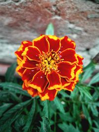 Close-up of red flowers